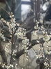 梅の花です「梅が綺麗」