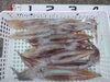 「3月5日（火）」