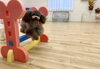 リリーちゃん跳ぶ？　浮く？😆「ましゅまろ幼稚園🐾パート2」