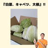 白菜　キャベツ　大根　野菜「患者様から、『白菜、キャベツ、大根』を頂きました。【福井/坂井市/まつい整骨院/神経の整体/腰痛/膝痛/アトピー性皮膚炎】」