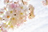 「3月のお知らせ🌸」