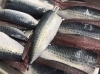 サバ「本日のおすすめメニュー」