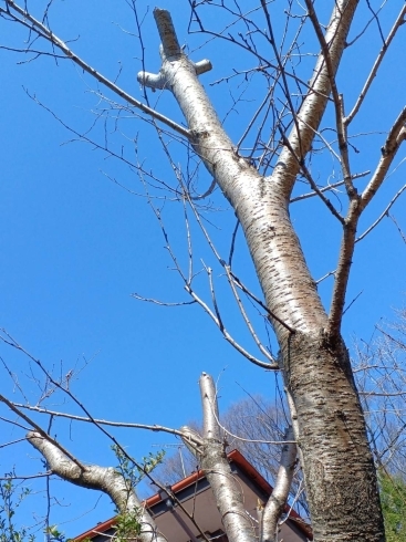 桜の木　剪定「大田原市でお家の困ったを解決します家工房 大田原紫塚店です。」