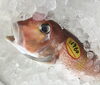「魚魚市場鮮魚コーナーおすすめは「アマダイ」です♪」