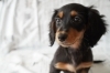 Mダックス  税込188,000円〜「子犬販売ご紹介🎵」