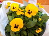 「春のお花新入荷！パンジー🌼」