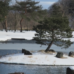 春の雪