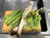 菜の花、うど、そら豆「春野菜の天ぷら」