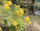 ひみつきちの菜の花にニホンミツバチ🐝