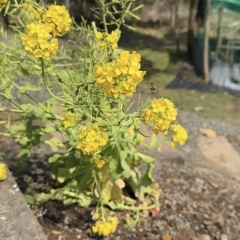 ひみつきちの菜の花にニホンミツバチ🐝