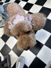🌸さくらのチョーカーはヘアバンドにも😊「🌸🌸BOWちゃんとミイちゃん🌸🌸」