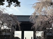 東郷寺しだれ桜　2024年の開花情報