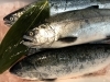 春告魚が続々入荷です！(写真は青森サクラマス🌸)「✿❀✿本日は定休日です❀✿❀」