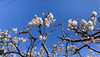 さくらんぼの花♪「3月11日月)定休日です」