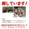 「迷い猫を探しています【新居浜市泉宮町付近】」