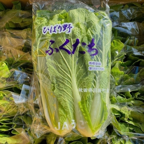 「今年も出荷が始まりました！ でも…岩手県でこの野菜を知ってる人は少ないです…。 秋田県産　「ふくたち」﻿」