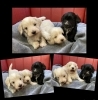 「ミニチュアダックスのママとマルチーズのパパから誕生!!マルックス3兄弟🐶」