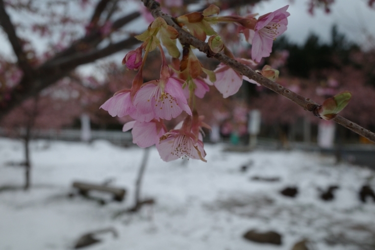 雪と桜「いきいきクリニック」