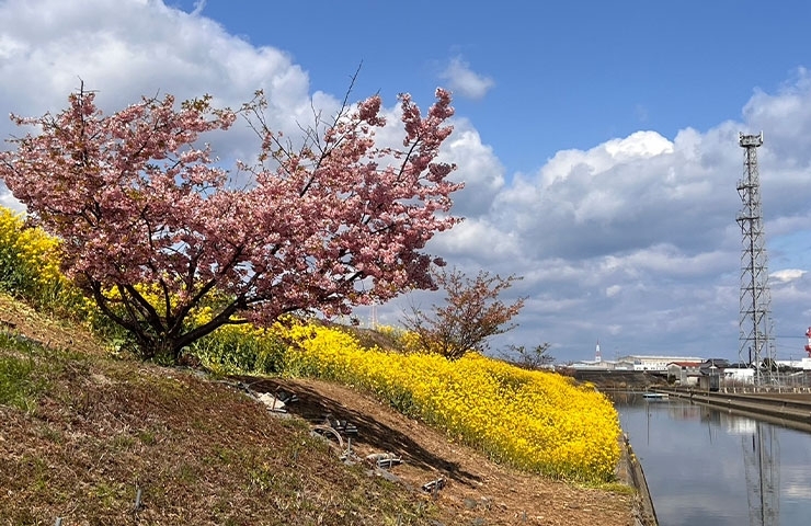 「禎瑞の芝桜に咲く草花たち（2024年3月10日）」