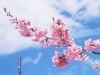 2024年3月9日撮影「▶ふしみ街角ウオッチング　＠淀の河津桜」