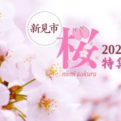 「新見市の桜特集2024」公開しました！