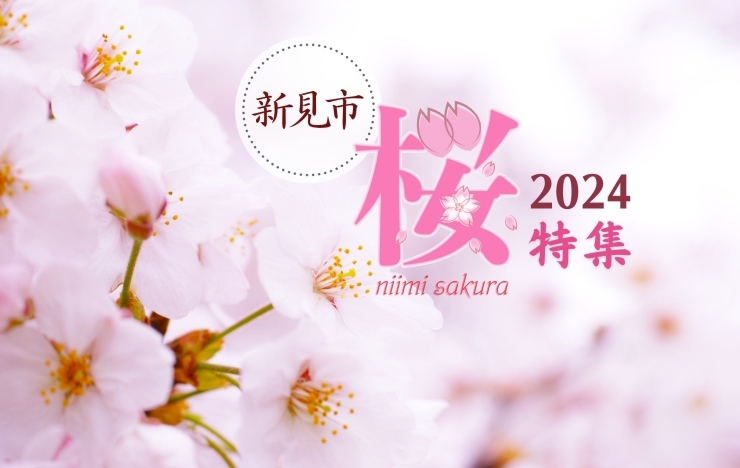 「「新見市の桜特集2024」公開しました！」