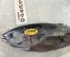 「魚魚市場鮮魚コーナーおすすめは「長崎県産シビマグロ」です♪」