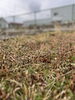 つくしが生えてました！もう春ですね☘️「本日もよろしくお願い致します【新潟市東区 牡丹山 山の下 大山 整体 姿勢 骨盤矯正 アロマ リラクゼーション ドライヘッドスパ 足つぼ 近くの整体院】」