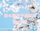 【2024年 桜開花予想】全国トップは東京と広島！