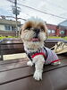 公園に連れて行った時の嬉しそうな『てんちゃん』「たくさんの『ありがとう』【まいぷれ・西京区・南区・編集部】」