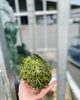 「観葉植物の仕入れ日です」