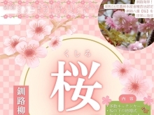 ５月１１日（土）に柳町公園で『くしろ桜フェス』が開催されます！