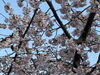 「2024 交野武道館に梅の花が咲いていました🌸」