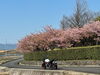大根島の河津桜「春ですね❗」