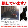 「迷い猫を探しています【新居浜市角野新田】」