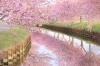 「【2024年】🌸霧島姶良の桜開花状況🌸」