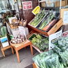 八王子産野菜しか売ってません。「春　野菜が入っきてます。オール八王子産野菜 802SKY SHOP 八王子産しか販売してません。春野菜　のらぼう菜　菜の花　八王子スカイホテル　八王子市　八日町　新鮮野菜　朝採れ野菜　サラダ　にんじん」