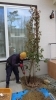 常緑ヤマボウシの植樹中♪「川西市向陽台で常緑ヤマボウシなどの植栽しました!」