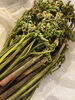 春の山菜わらび「わらび」
