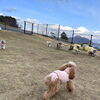 わ〜い😃「わんことお出かけ🐶」