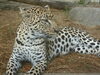 「ヒョウのキララ」