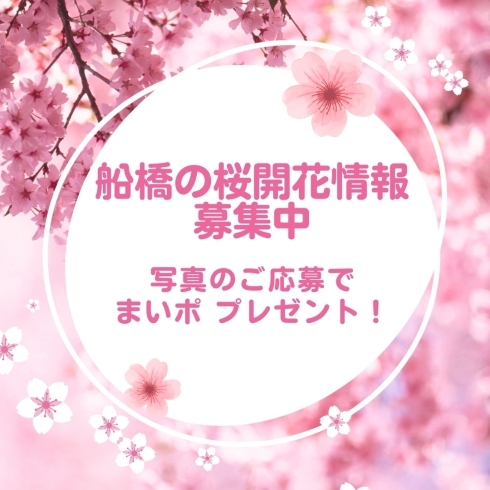 「1000まいぷれポイントゲット！？　船橋の桜開花情報を教えてください！」