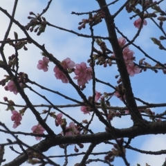 河津桜開花🌸