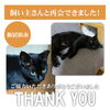 「【無事再会！】新居浜市多喜浜三丁目で迷子になったネコちゃん。飼い主さんと再会できました！」