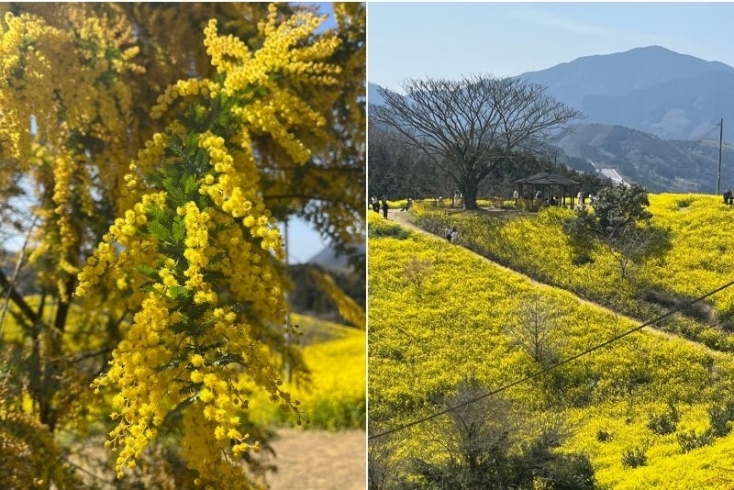 伊予市（黄色い丘）「春を感じる菜の花たちを見にでかけませんか♪　」