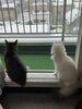 「こむぎ日記☆.*°」