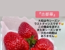 【古都華の大粒出ております🥹🍓】