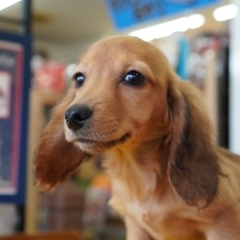 春の子犬フェアー