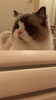 お風呂も一緒でした🤣「キャットビヤード出身の殿ちゃんがお泊まりに来てくれました【札幌市北区 上篠路 catbeard(キャットビヤード)⠀】」