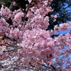 河津桜